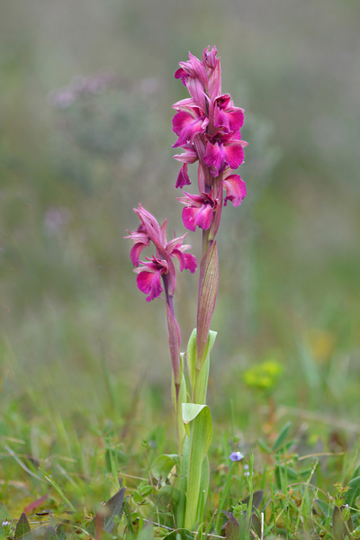 Anacamptis morio x Serapias vomeracea