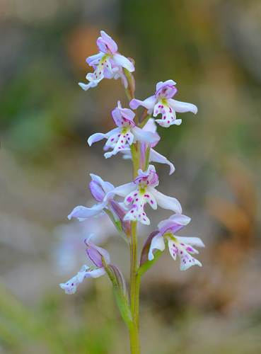 Amerorchis rotundifolia