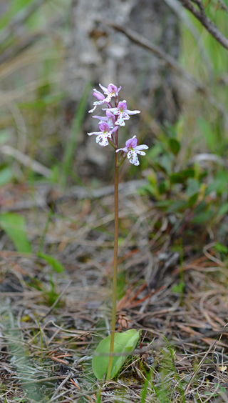 Amerorchis rotundifolia Amerorchis rotundifolia