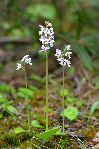 Amerorchis rotundifolia Amerorchis rotundifolia