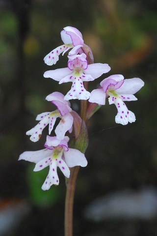 Amerorchis rotundifolia Amerorchis rotundifolia