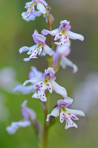 Amerorchis rotundifolia