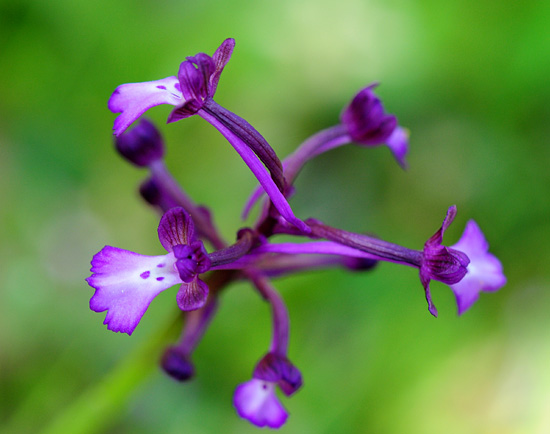 Anacamptis boryi