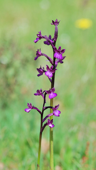 Anacamptis boryi