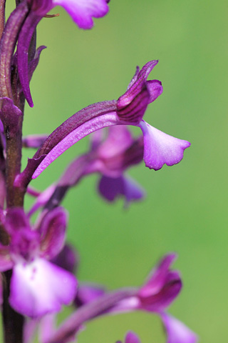 Anacamptis boryi