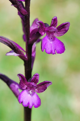 Anacamptis boryi