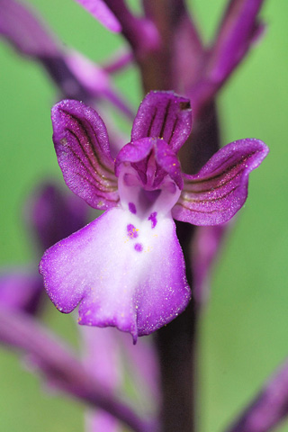 Anacamptis boryi