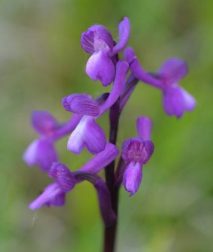 Anacamptis champagneuxii