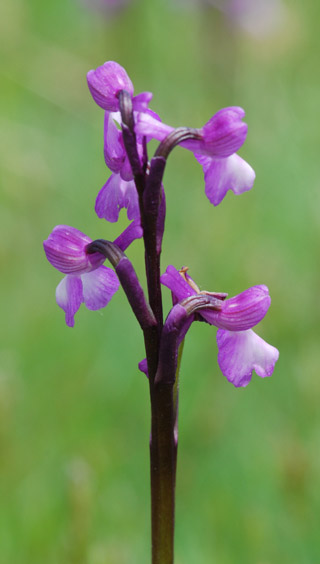 Anacamptis champagneuxii