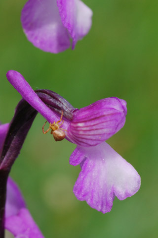 Anacamptis champagneuxii