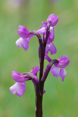 Anacamptis champagneuxii