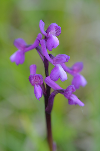 Anacamptis champagneuxii