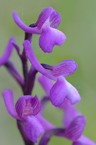 Anacamptis champagneuxii