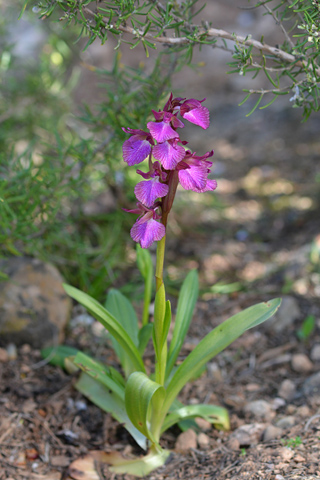 Anacamptis collina x papilionacea