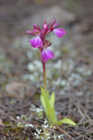 Anacamptis collina x papilionacea