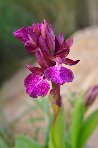 Anacamptis collina x papilionacea