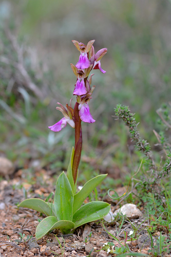 Anacamptis collina