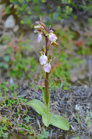 Anacamptis collina