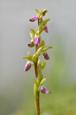 Anacamptis collina