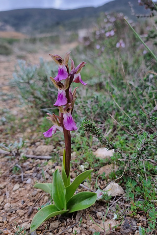 Anacamptis collina