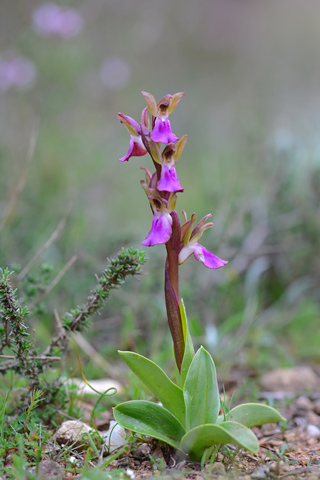 Anacamptis collina