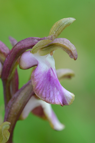 Anacamptis collina