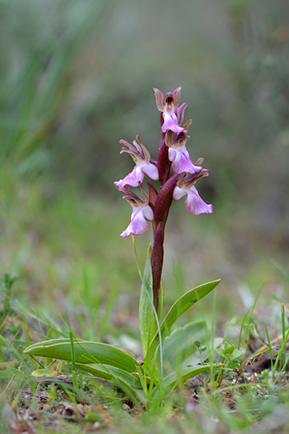 Anacamptis collina