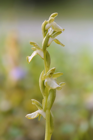 Anacamptis collina