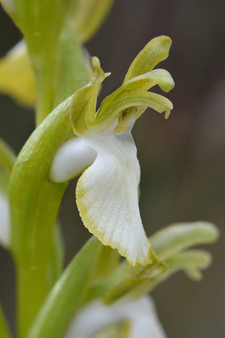 Anacamptis collina