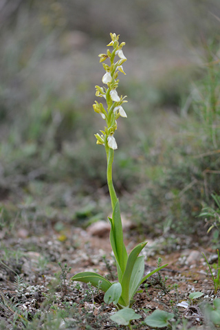 Anacamptis collina