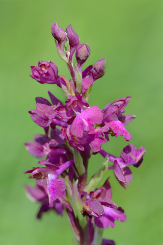  Anacamptis coriophora x laxiflora