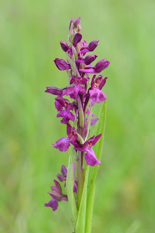  Anacamptis coriophora x laxiflora