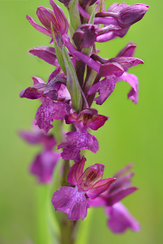  Anacamptis coriophora x laxiflora