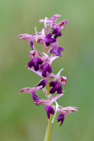 Anacamptis coriophora x morio