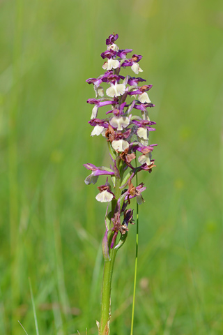 Anacamptis coriophora x morio