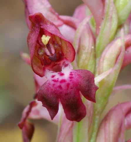 Anacamptis coriophora