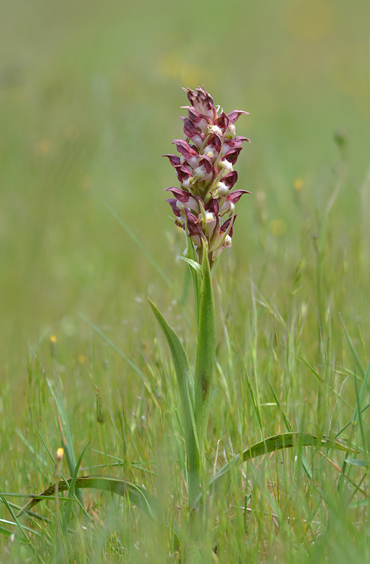 Anacamptis coriophora ssp. coriophora