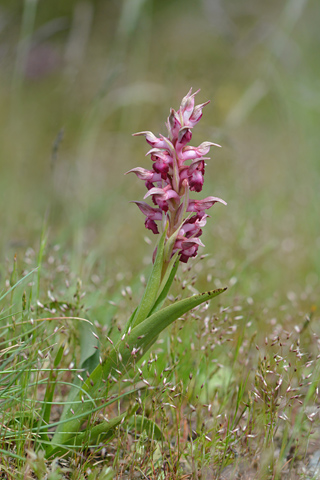 Anacamptis coriophora ssp. coriophora