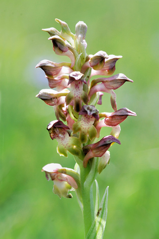 Anacamptis coriophora ssp. coriophora