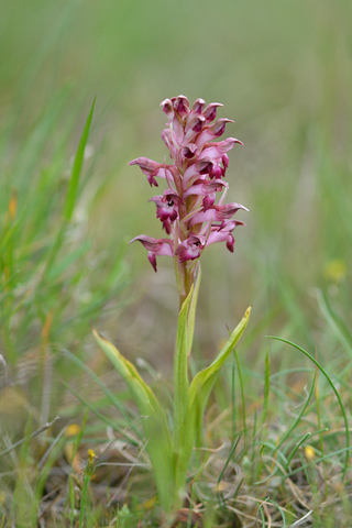 Anacamptis coriophora ssp. coriophora