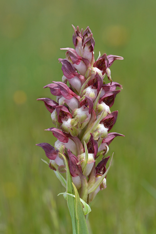 Anacamptis coriophora ssp. coriophora