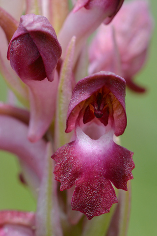 Anacamptis coriophora ssp. coriophora