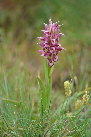 Anacamptis coriophora ssp. coriophora