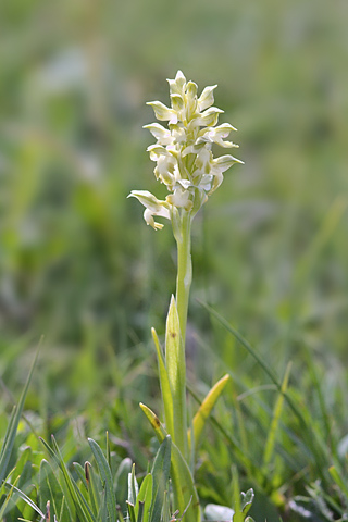 Anacamptis coriophora ssp. coriophora