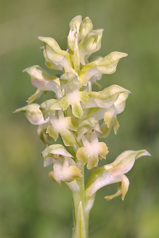 Anacamptis coriophora ssp. coriophora