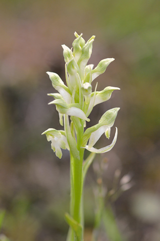 Anacamptis coriophora ssp. coriophora