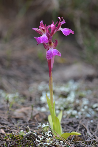 Anacamptis collina x papilionacea