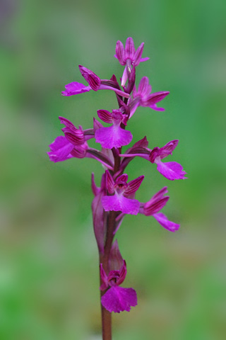 Anacamptis longicornu x papilionacea