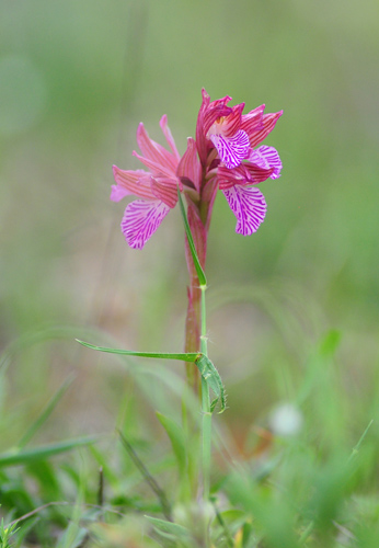  Anacamptis papilionacea ssp. expansa