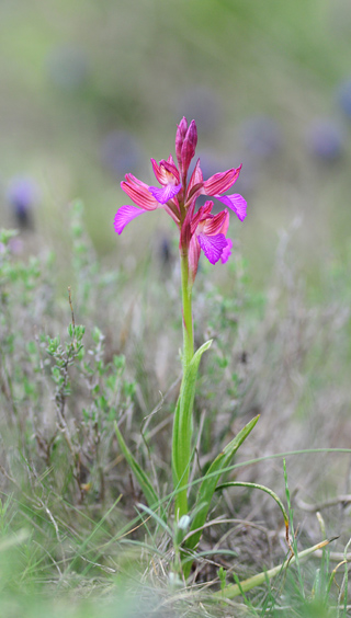 Anacamptis papilionacea ssp. expansa